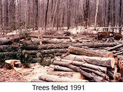Trees felled 1991