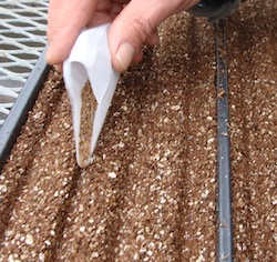 SEED SOWING 250pic