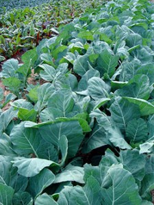 collard-plantsSM-250