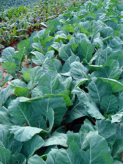 organic collard plants