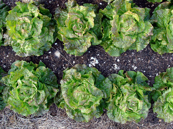 organic lettuce plants
