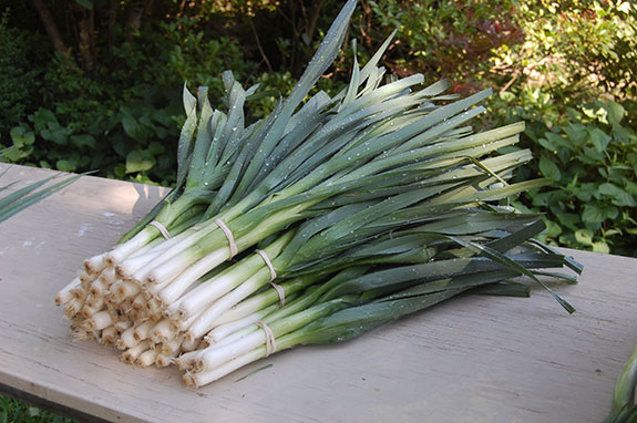 scallions_bunched-575
