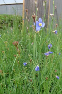 Aftrican Blue Flax: Heliophila