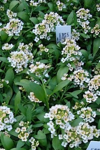 Alyssum Aphrodite Apricot