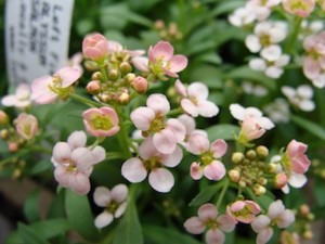 Alyssum Aprodite Salmon