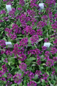 Alyssum Wonderland Deep Purple