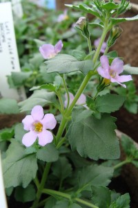 Bacopa Bluetopia