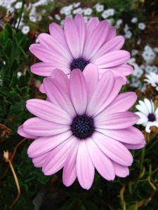 African-Daisy-Asti