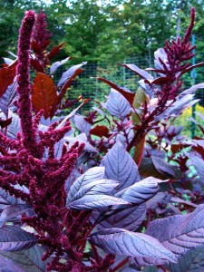 Amaranth-Hopi-Red-Dye