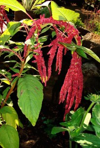 Amaranth-Pony-Tails