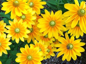 Rudbeckia Prairie Sun