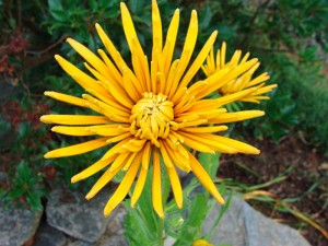 Blackeyed-Susan-Chim-Chimnee