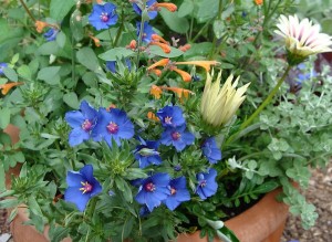 Blue Pimpernel Angalis Monelli