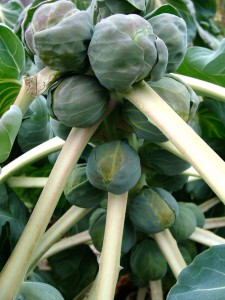 Brussels-Sprout-Gustus