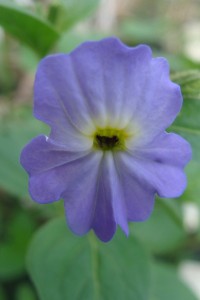 Bush Violet Browallia Americana