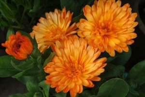 Calendula Apricot Twist