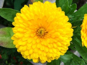 Calendula Candyman Yellow