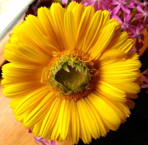 Calendula-Greenheart-Gold