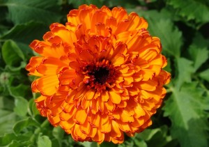 Calendula Neon