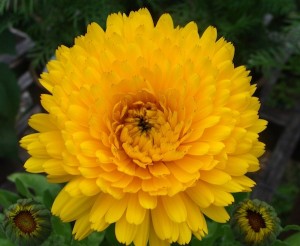 Calendula Pacific Beauty