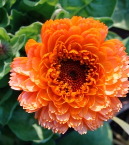 Calendula Pink Surprise