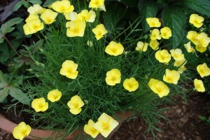 California Poppy Eschscholzia Sundew