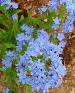 Chinese-Forget-Me_Not-Blue-Showers