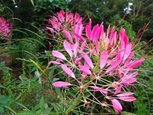 Cleome-Cherry-Queen