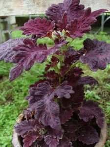 Coleus-Black-Dragon