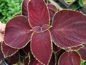 Coleus-Chocolate-Mint