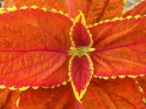 Coleus-Exhibition-Rustic-Red