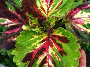 Coleus Kong Mosaic