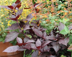 Copperleaf Alternanthera Purple Knight