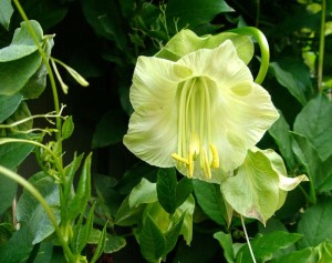 Cup-Saucer-Vine-Alba