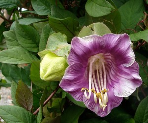 Cup-Saucer-Vine-Cathedral-Bells