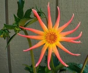 Dahlia-Cactus-Flower