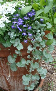 Dichondra Silver Falls