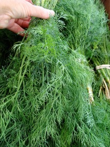 Dill-Bouquet