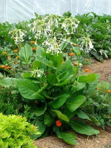 Flowering-Tabacco-Silvestris