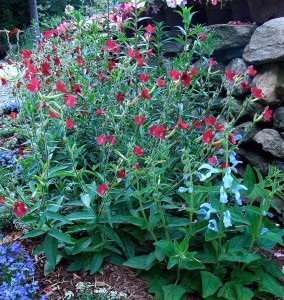 Flowering-Tobacco-Baby-Bella-Red