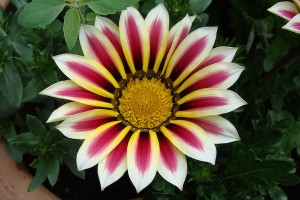 Gazania Big Kiss White Flame