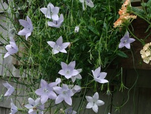 Giant Bell Flower Wahlenbergia