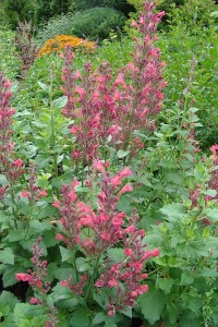 Hummingbird Mint Raspberry Daquir