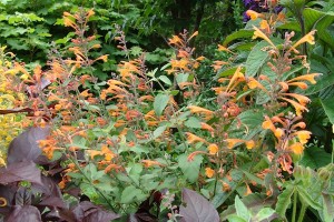 Hummingbird Mint Tango