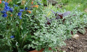 Licorice Plant Helichrysum Silver Mist