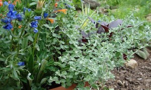 Licorice Plant Helichrysum Silver Mist