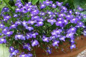 Lobelia Mrs. Clibran