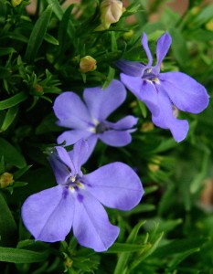 Lobelia-Riviera-Sky-Blue