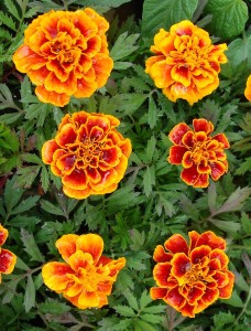 Marigold Golden Gate