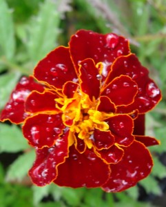 Marigold Safari Red